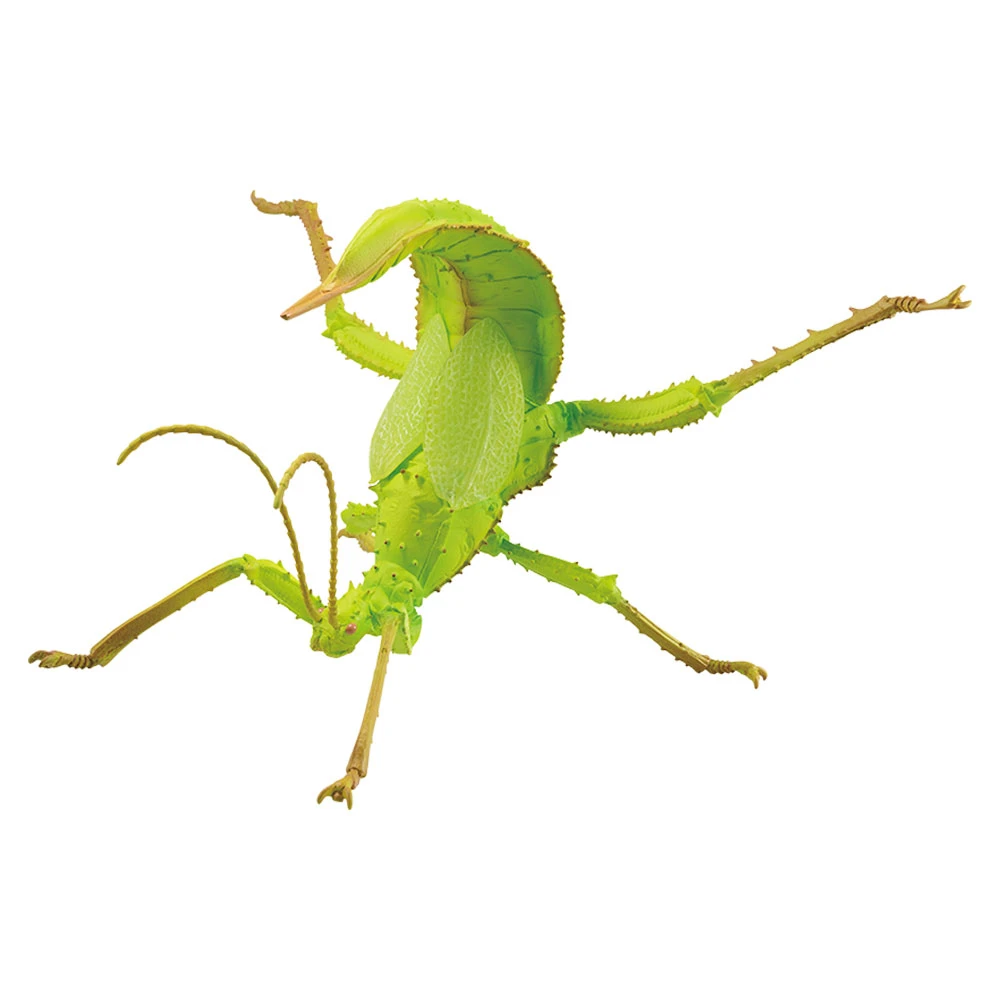 巨扁竹節蟲