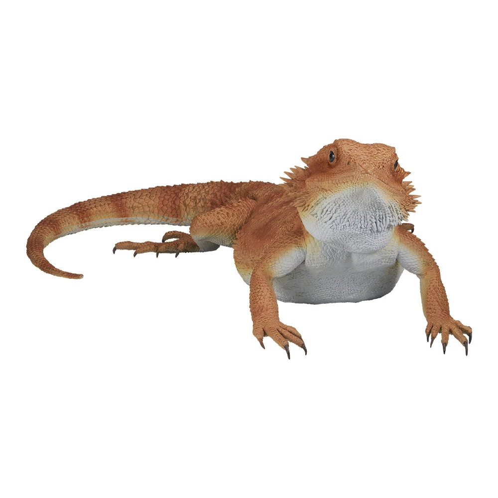鬃獅蜥 Pogona vitticeps 模型 約24cm