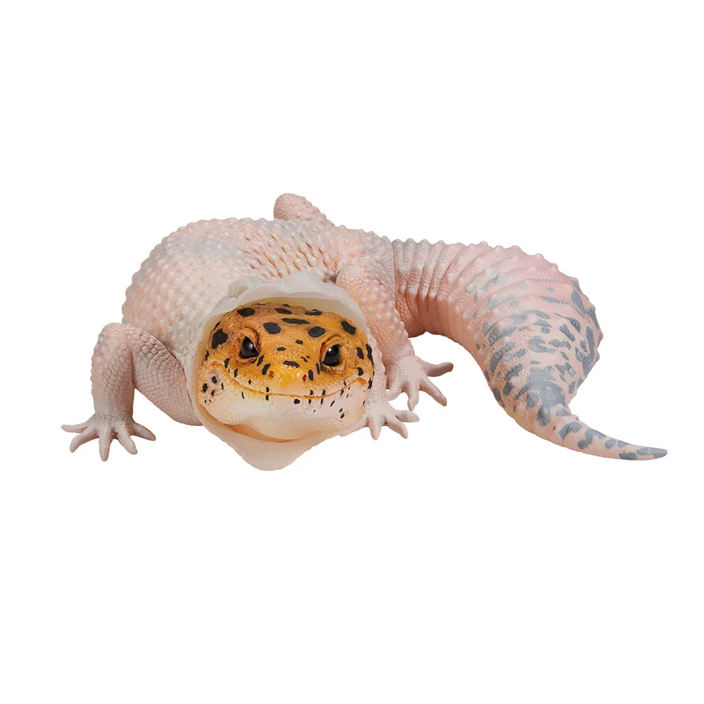豹紋守宮~脫皮中~ Eublepharis macularius 模型 約14cm