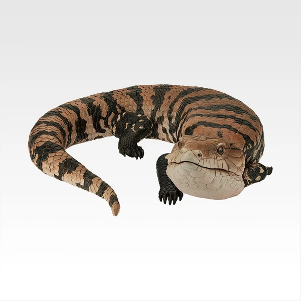 藍舌蜥 模型 26cm