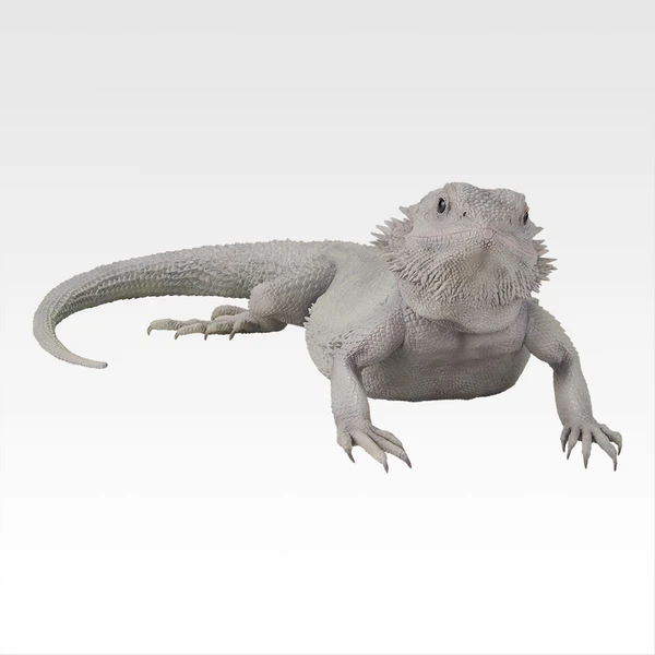 高白異色鬃獅蜥 模型 約24cm