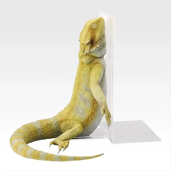 鬃獅蜥 晚安睡姿書擋 約18cm